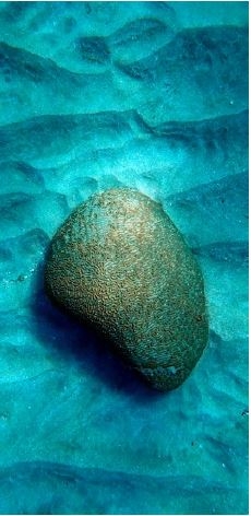 brain coral underwater