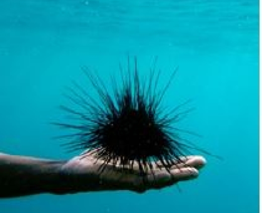 Nato and the black urchin