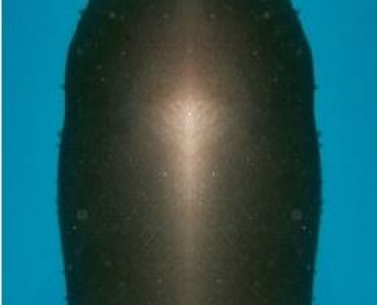 image of a strange object underwater 