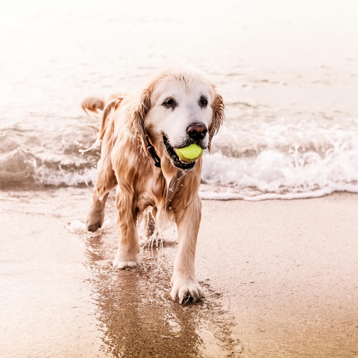dog playing on the beach with a tennis ball