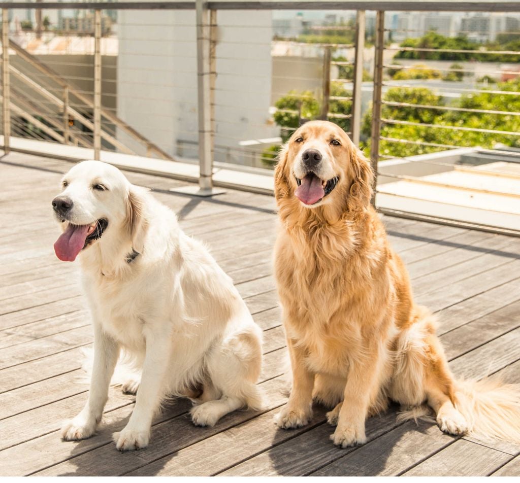 two dogs sitting on boardwalk