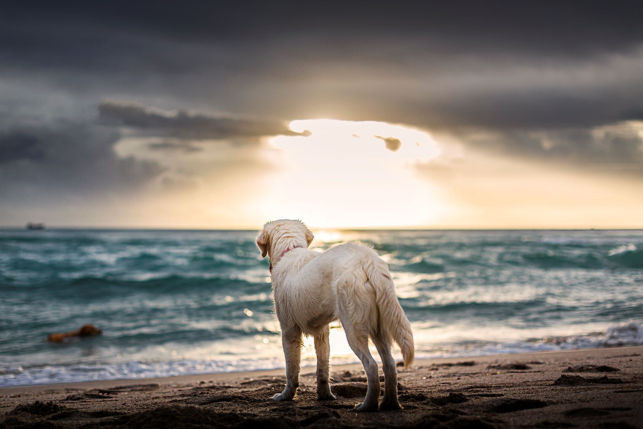 dog on beach looking out at the ocean at sunset