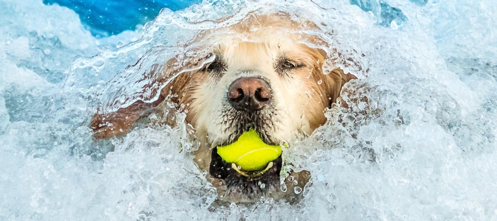 dog swimming with tennis ball in mouth
