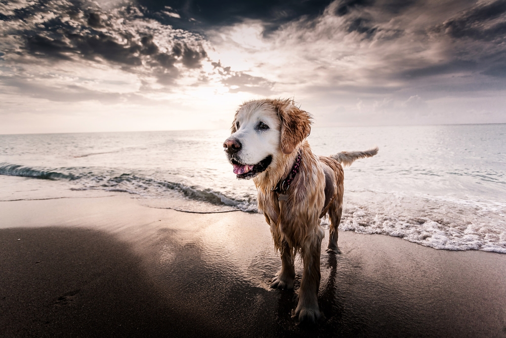 dog on beach at sunset