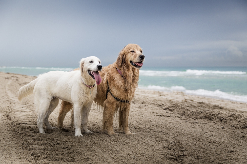 two dogs standing on the beach