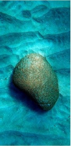 brain coral underwater