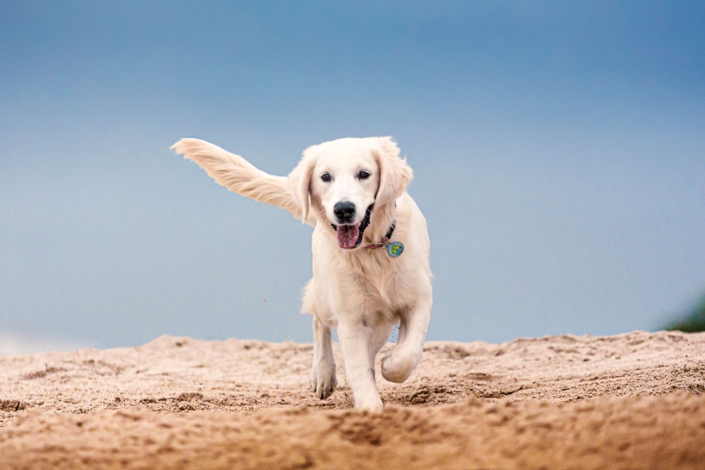 dog running on the beach