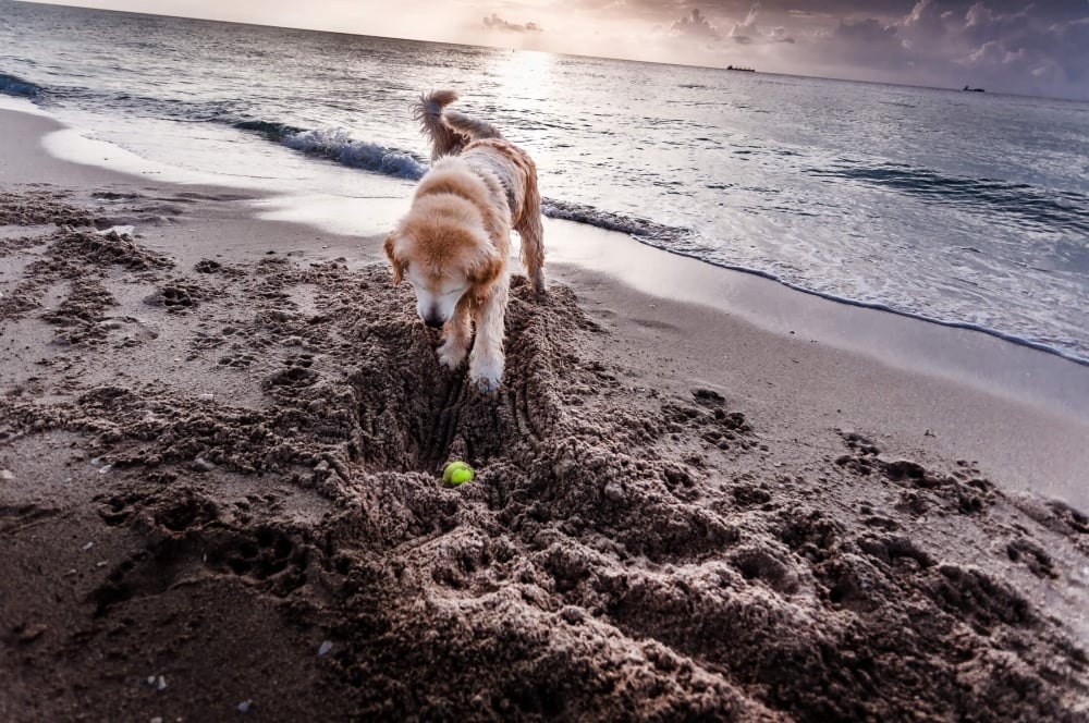 Dog digging holes on the beach