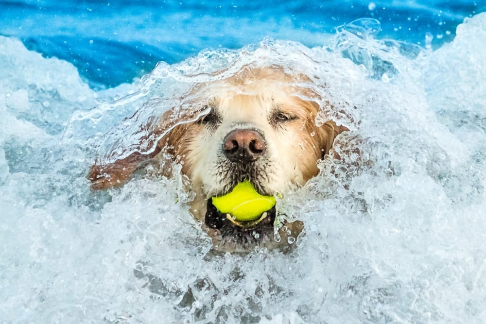 Dog emerging from water with a ball in its mouth 