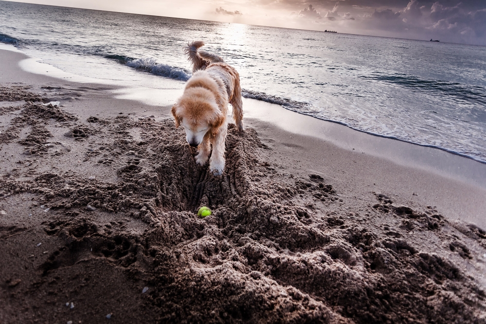 dog digging for a ball
