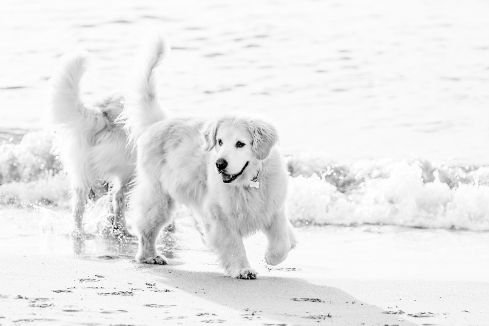 black and white photo if two dogs 