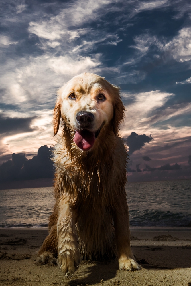 dog dirty sitting on beach 