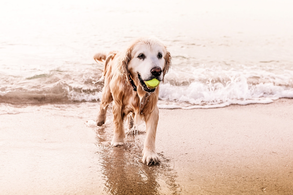 dog walking out of water on the beach