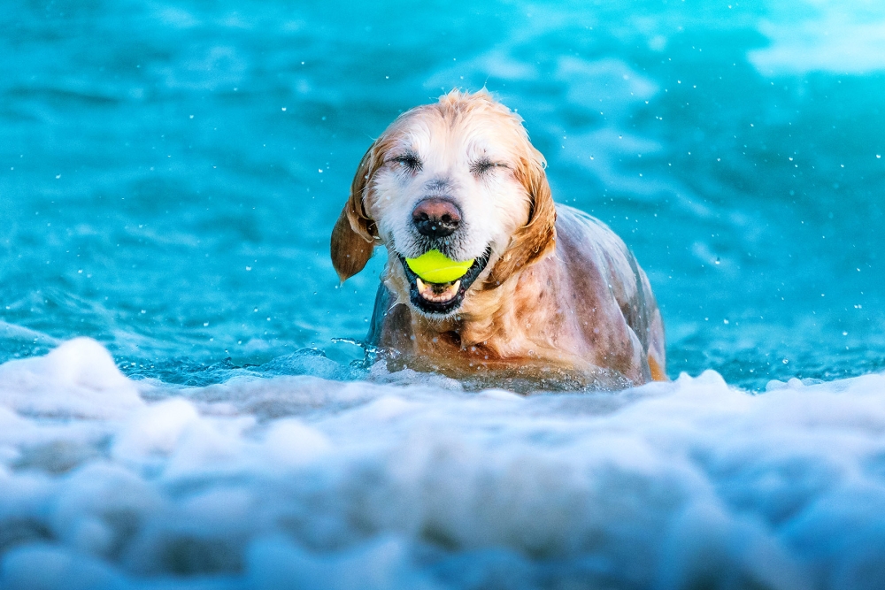 dog in water with a ball