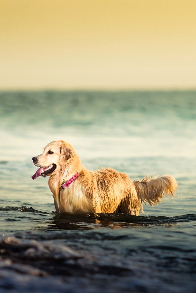 dog standing in water on a sunny day