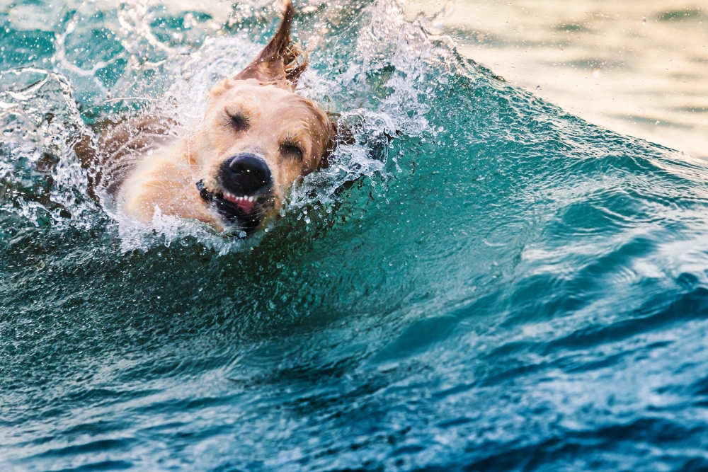 dog in a wave