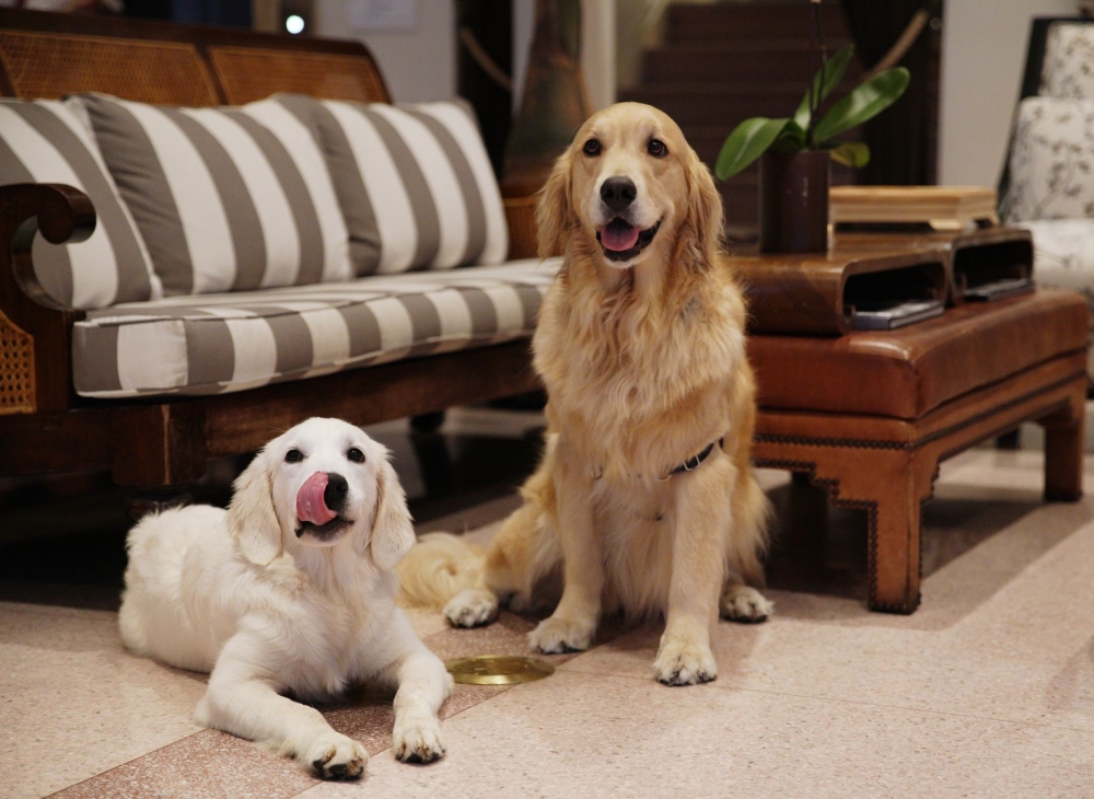 two dogs sitting on the floor