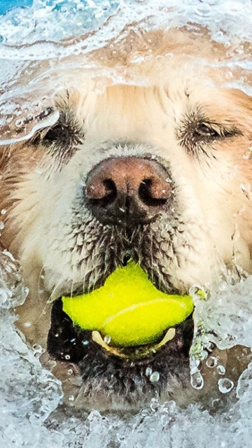 dog swimming with tennis ball in mouth