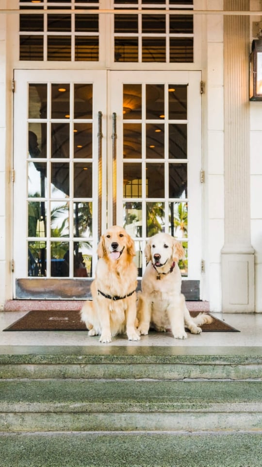 Two dogs sitting on the steps of The betsy