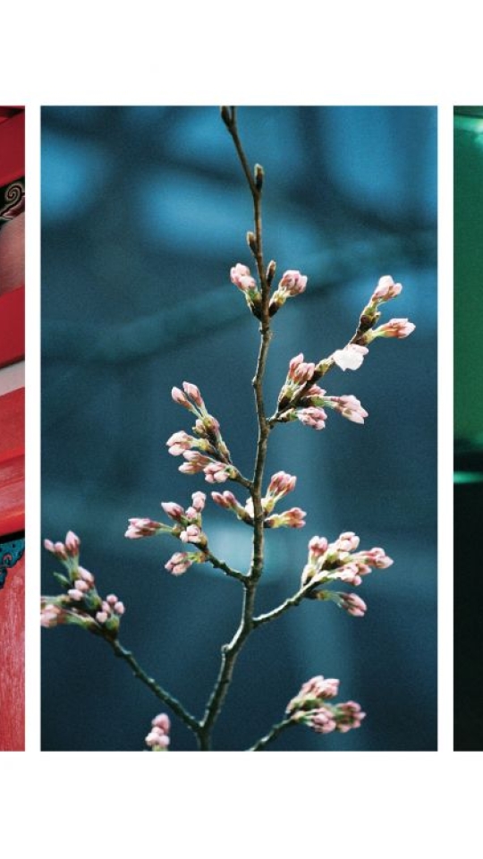 Chinatown-temple, blossom,light