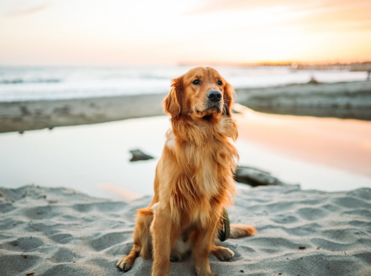 Golden Retriever on the beach