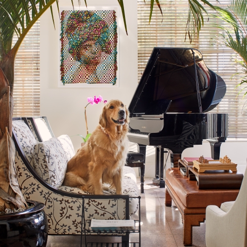 dog on chair