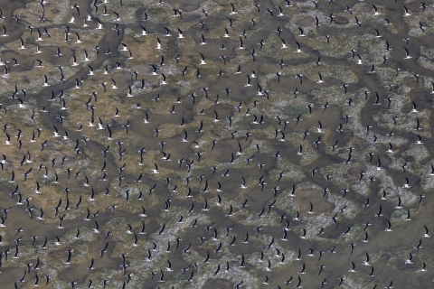 Mac Stone Symmetry of Motion