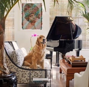 dog sitting on a couch in front if a piano