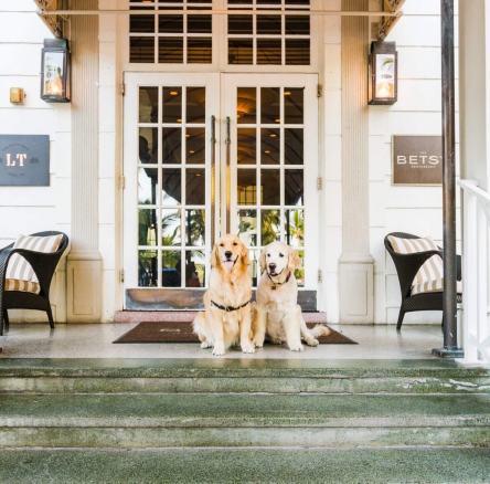 Two dogs sitting on the steps of The betsy