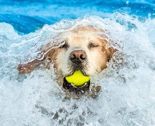 Dog emerging from water with a ball in its mouth 