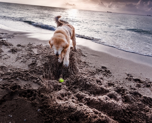 dog digging for a ball