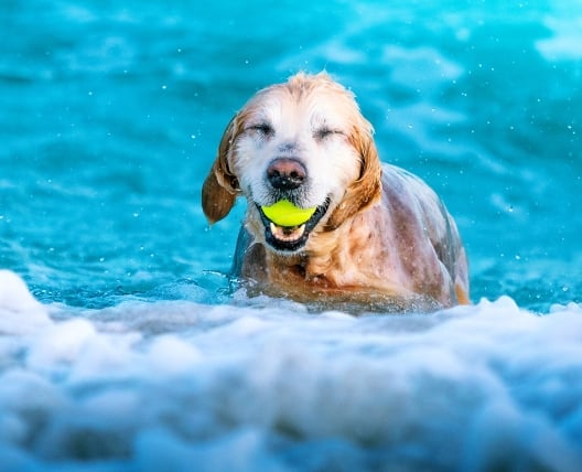 dog in water with a ball