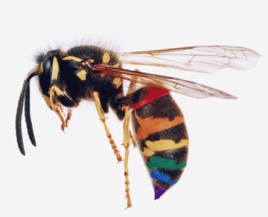 a bee with multi colored backend