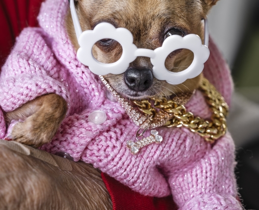 Lap Dog, Davie, FL 2025