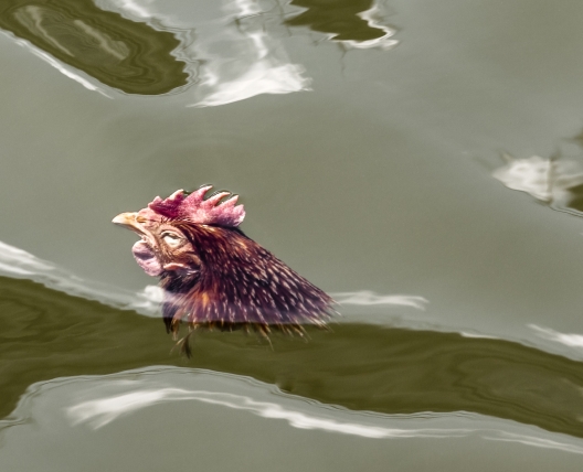 Santeria Chicken, 2019