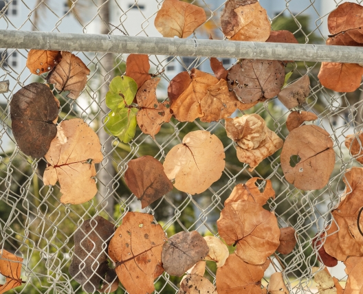 Wind, Miami Beach, 2020