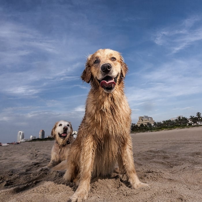 dogs on the beach