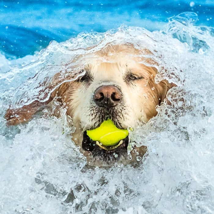 Golden Retriever catching a ball